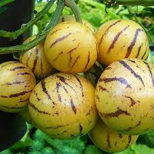 Solanum Muricatum Pear Fruit Seeds Planting