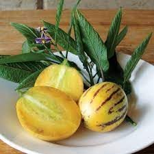 Solanum Muricatum Pear Fruit Seeds Planting heirloom non-gmo organic garden seeds