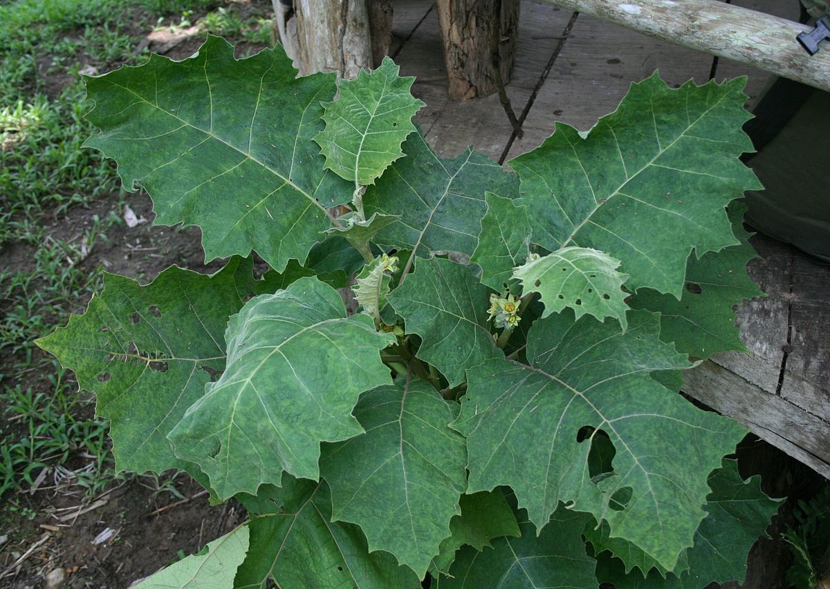 Solanum Sessiliflorum Planting Fruit Seeds