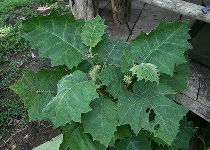 Solanum Sessiliflorum Planting Fruit Seeds