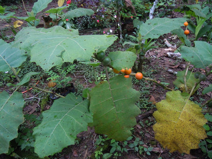 Solanum Sessiliflorum Planting Fruit Seeds heirloom non-gmo organic garden seeds