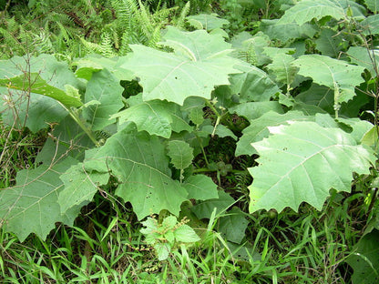Solanum Sessiliflorum Planting Fruit Seeds