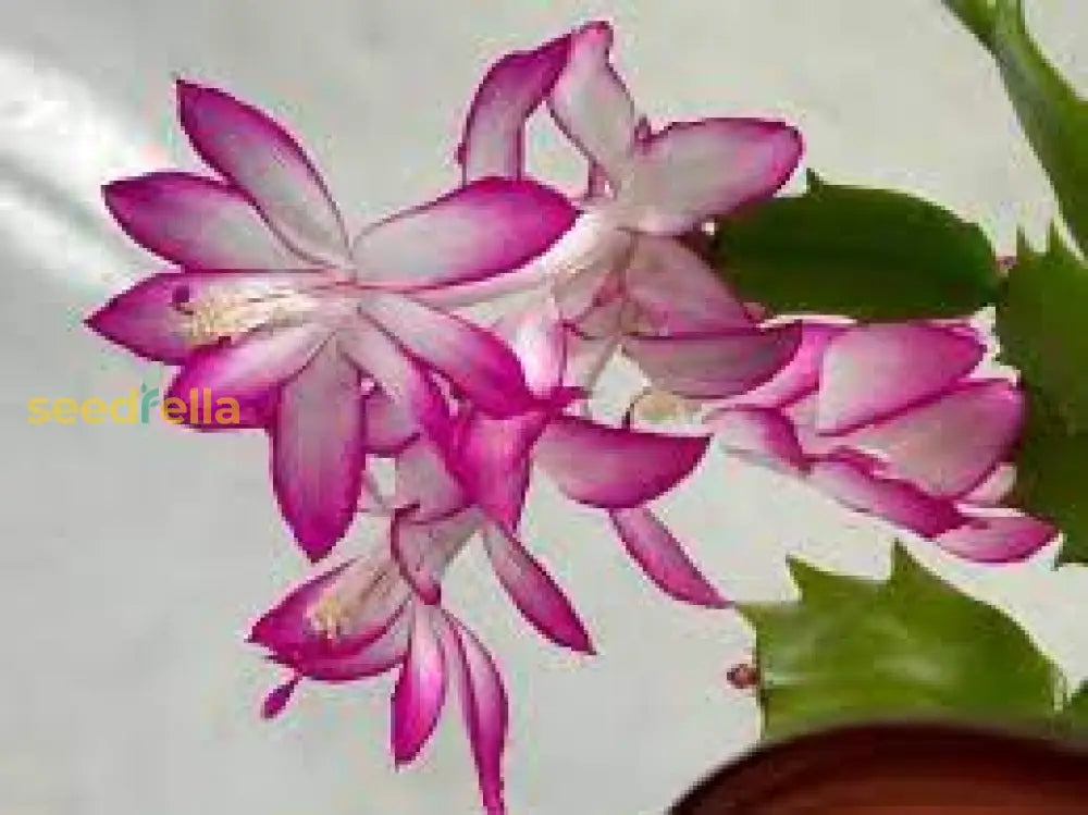 Solidago Flower Seeds Planting - For Beautiful And Resilient Golden Rods In Your Garden