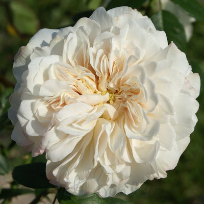 Climbing Sombreuil Rose - Elegant White Climbing Rose Bush for Your Garden