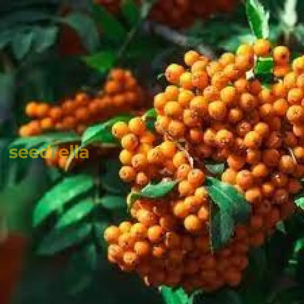 Orange Sorbus Alnifolia Seeds for Fruit Planting - Brighten Your Garden!