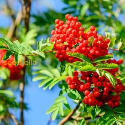 Green Sorbus Aucuparia Tree Seeds For Planting Grow Beautiful Trees In Your Garden heirloom non-gmo organic garden seeds