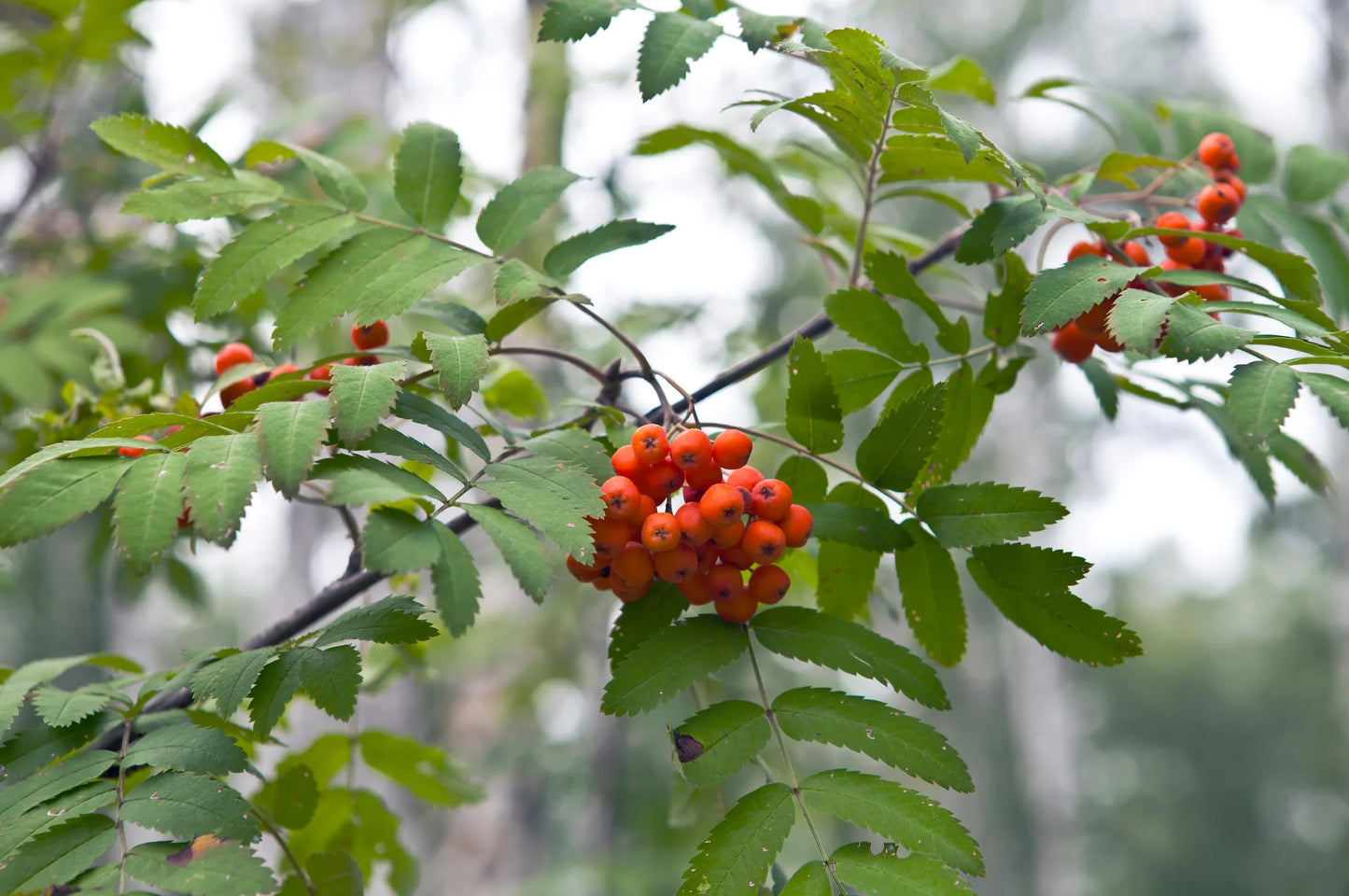 SWEET SORBUS FRUIT SEEDS PLANTING FOR DELICIOUS HARVESTS