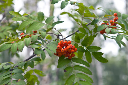 SWEET SORBUS FRUIT SEEDS PLANTING FOR DELICIOUS HARVESTS
