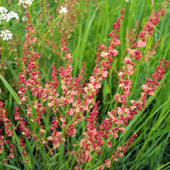Sheep Sorrel (Rumex acetosella) - 100 Red Field Sorrel Sour Weed Herb Flower Seeds