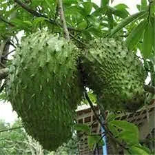 Giant Soursop Annona muricata Tropical Fruit Seeds for Planting in Tropical Garden