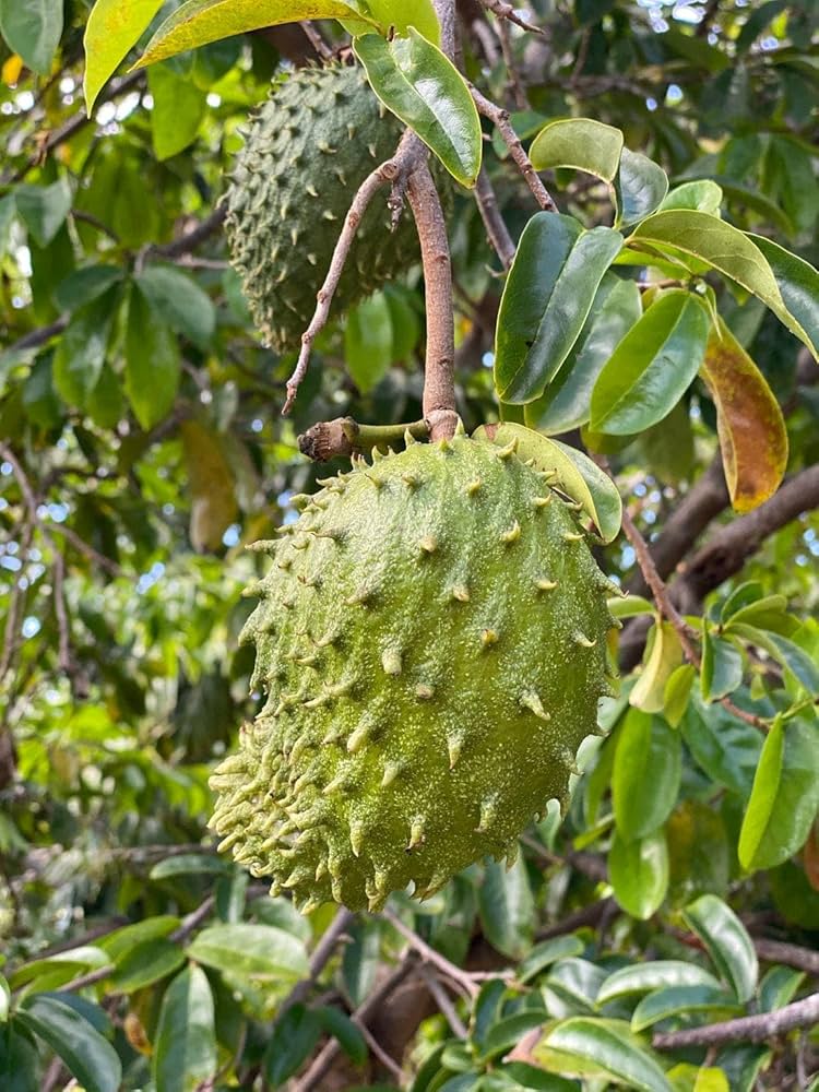 Giant Soursop Annona Muricata Tropical Fruit Seeds For Planting In Tropical Garden heirloom non-gmo organic garden seeds