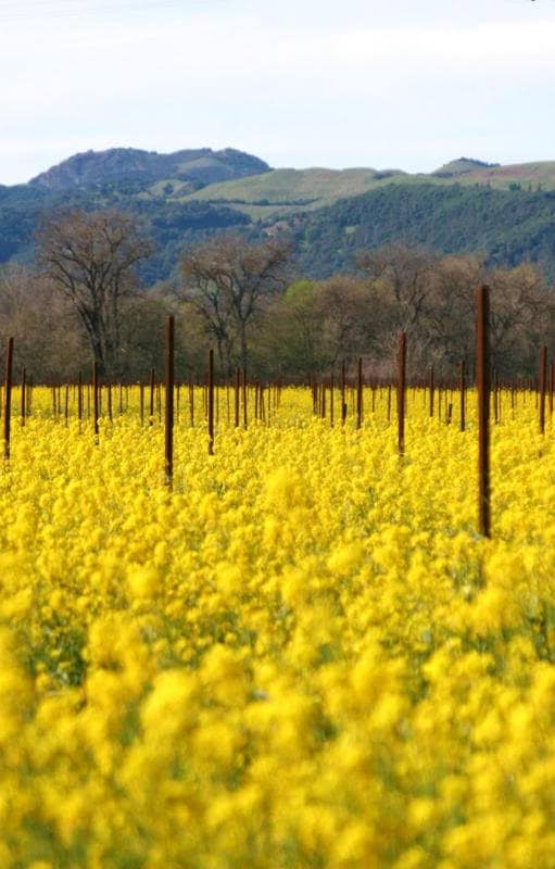 Southern Giant Curled Mustard Ostrich Plume Brassica Juncea Vegetable Herb Seeds heirloom non-gmo organic garden seeds