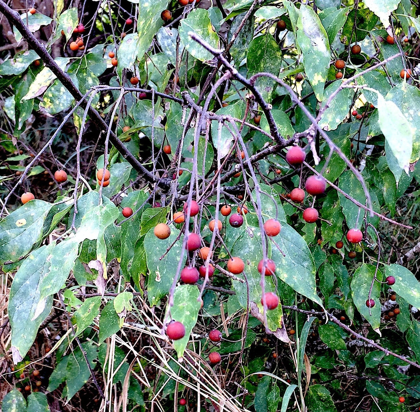 Celtis Laevigata Southern Hackberry Tree Seeds