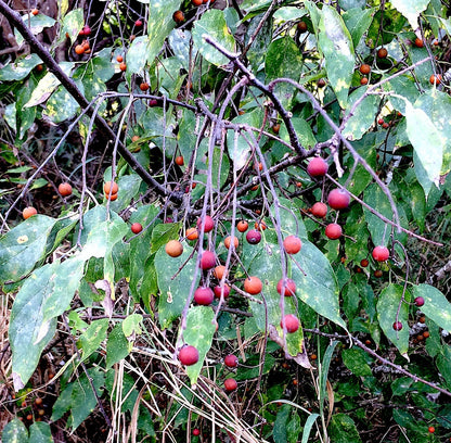 Celtis Laevigata Southern Hackberry Tree Seeds