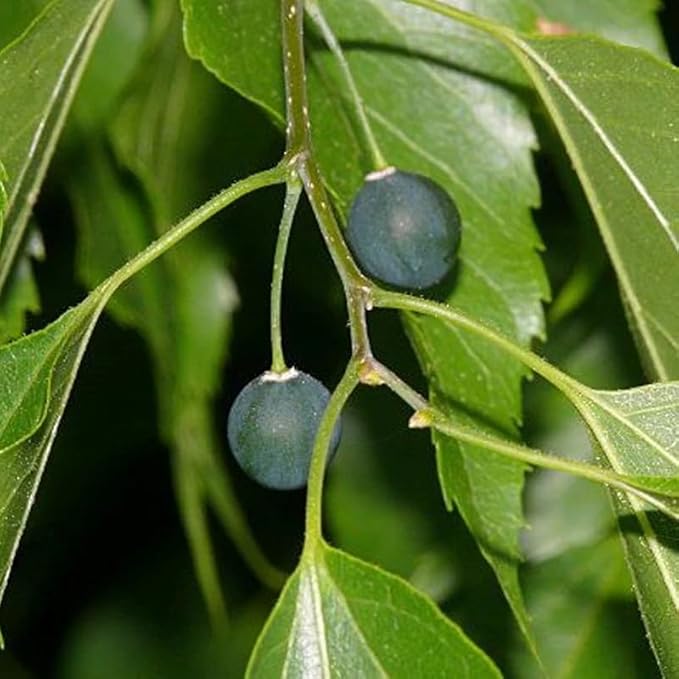 Celtis Laevigata Southern Hackberry Tree Seeds heirloom non-gmo organic garden seeds