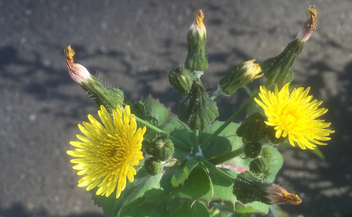 Semi di Erba di Sonchus Spinosus