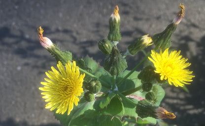 Semi di Erba di Sonchus Spinosus