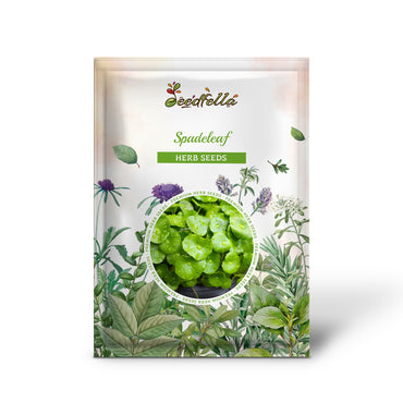 Spadeleaf (Edible Coinwort) Centella Asiatica (Gotu Kola) Herb Pink Flower Seeds