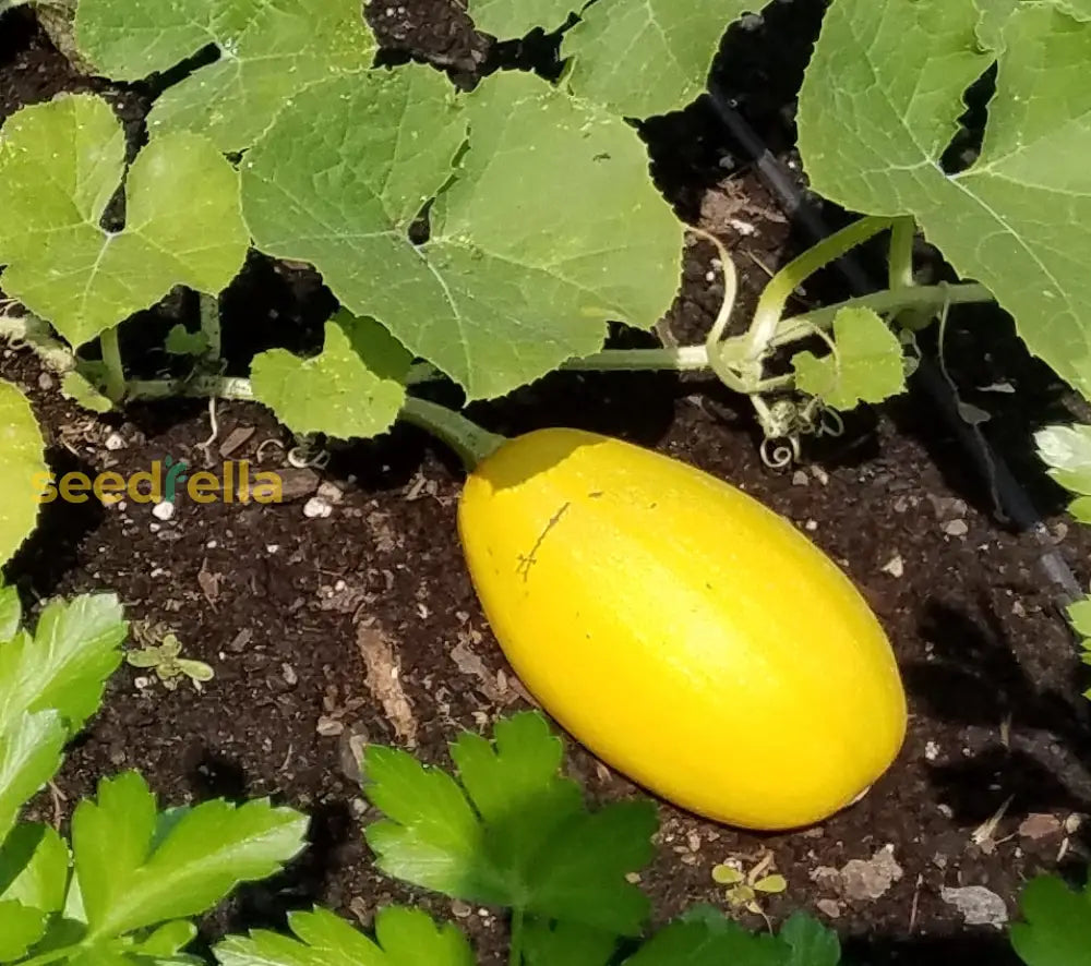 Spaghetti Squash Vegetable Seeds For Easy Planting heirloom non-gmo organic garden seeds