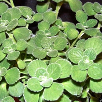 Spanish Thyme Plectranthus amboinicus Plant Seeds