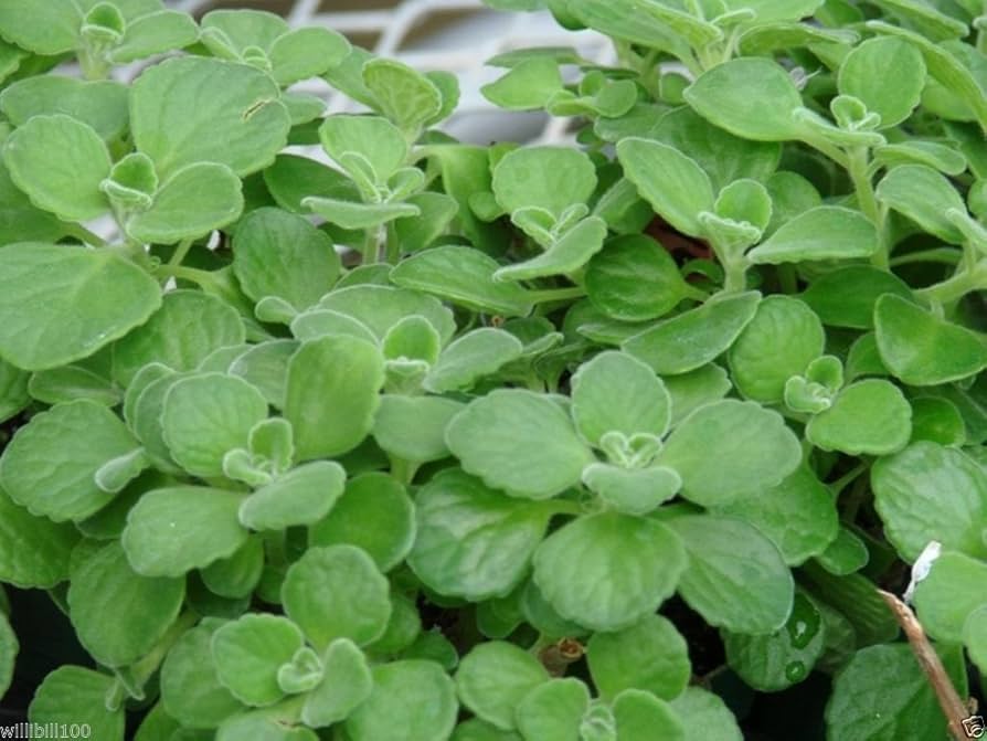 Spanish Thyme Plectranthus Amboinicus Plant Seeds heirloom non-gmo organic garden seeds