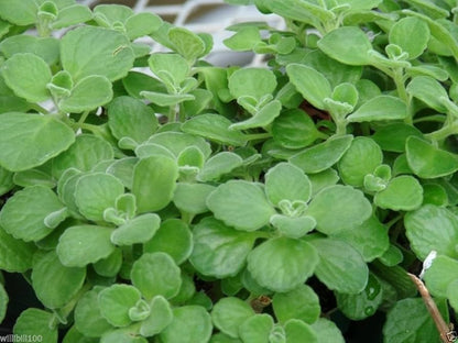 Spanish Thyme Plectranthus Amboinicus Plant Seeds heirloom non-gmo organic garden seeds