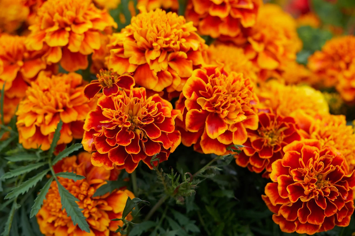 Marigold Sparky Flower seeds for Planting Cut Flower Favorite Heirloom & GMO Free Seeds for Home Garden 
 
 Sale for planting in home garden