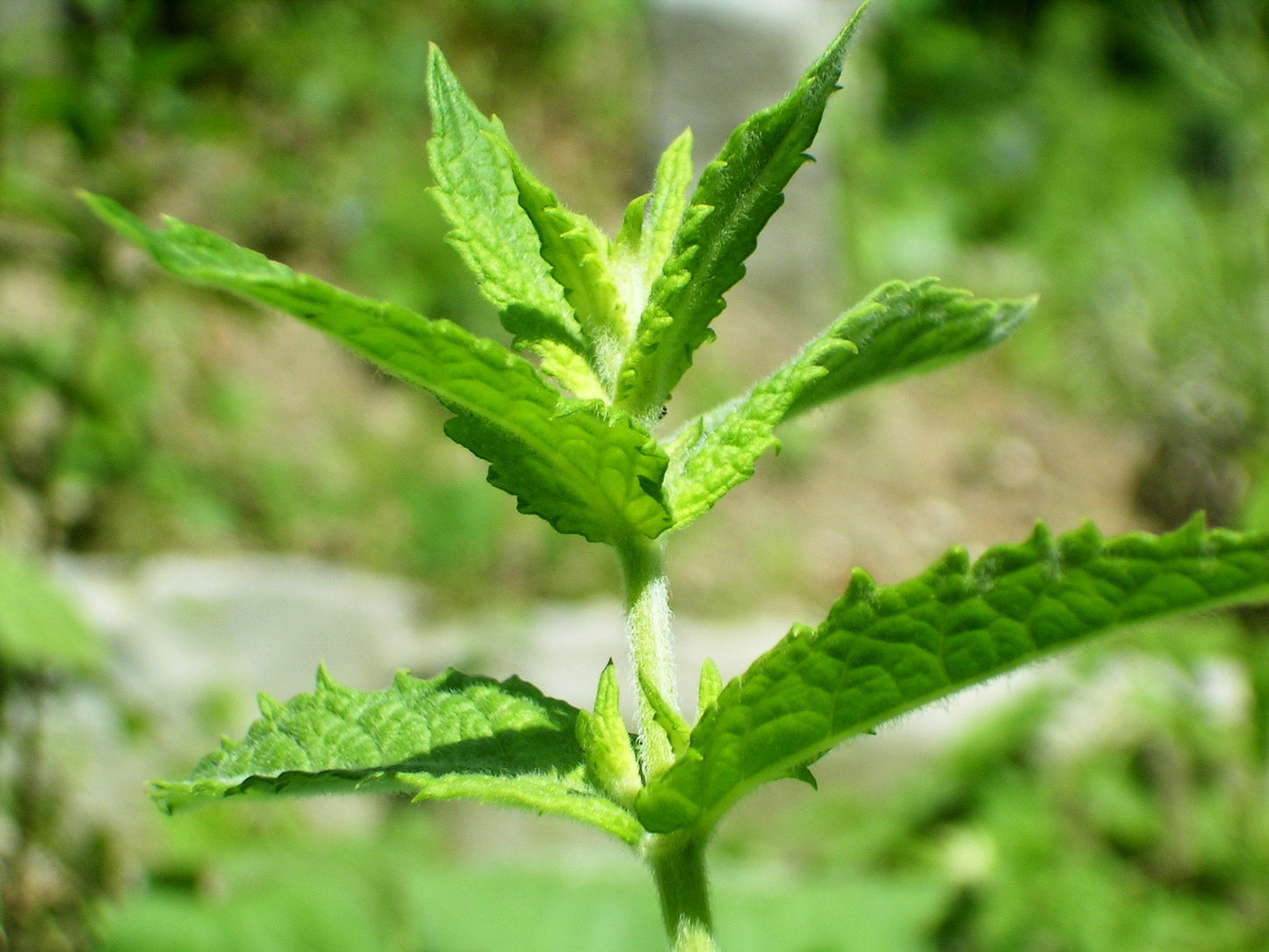 Spearmint (English Mint) (Mentha spicata) Herb Flower Seeds