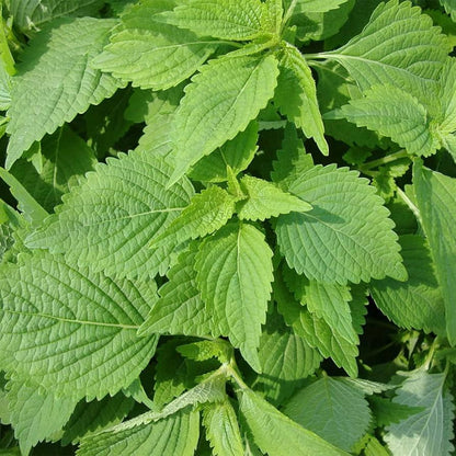 Spearmint Mentha spicata Herb Plant Seeds