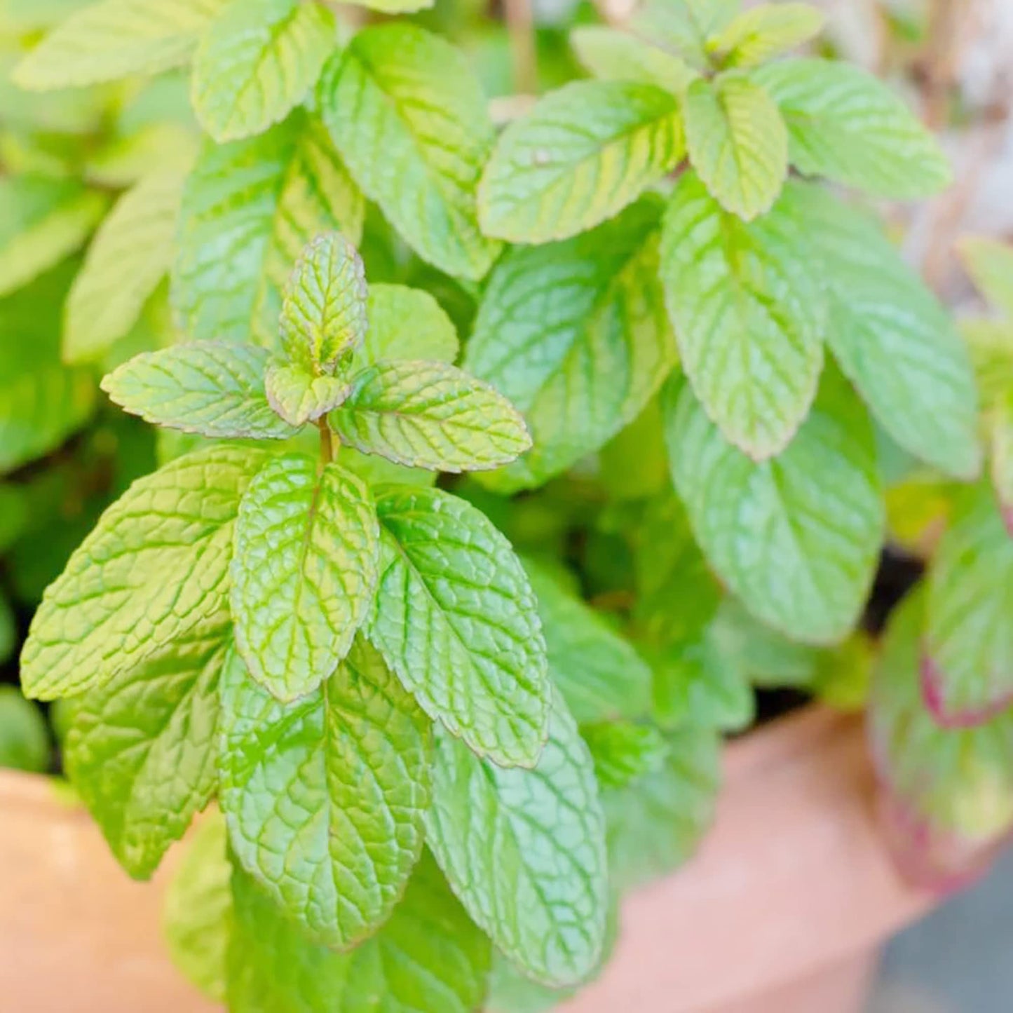 Spearmint Mentha Spicata Herb Plant Seeds heirloom non-gmo organic garden seeds