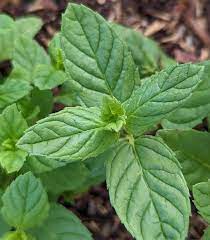 Spearmint (English Mint) (Mentha spicata) Herb Flower Seeds