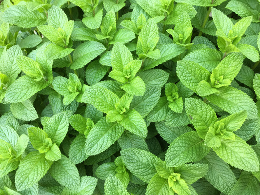 Spearmint English Mint Mentha Spicata Herb Flower Seeds heirloom non-gmo organic garden seeds