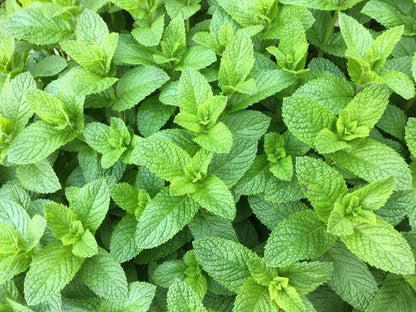 Spearmint English Mint Mentha Spicata Herb Flower Seeds heirloom non-gmo organic garden seeds