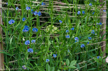 Grass Pea Herb Seeds