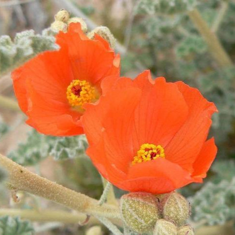 Desert Mallow Flower (Sphaeralcea Ambigua) Seeds