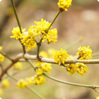 Spicebush Seeds Lindera Benzoin heirloom non-gmo organic garden seeds