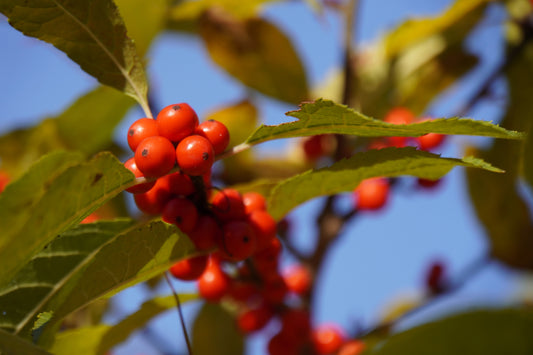 Spicebush Lindera Benzoin Wild Allspice Northern Spice Bush Red Berry Yellow Flower Seeds heirloom non-gmo organic garden seeds