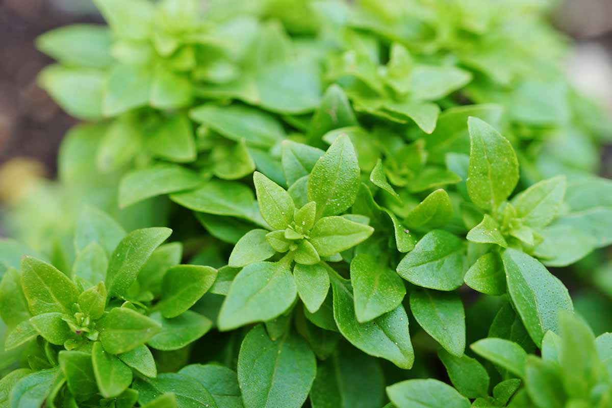 Spicy Globe Basil (Ocimum Basilicum) Herb Flower Seeds