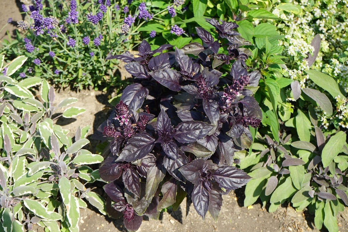 Red Rubin Basil (Ocimum basilicum Purpurascens) – 500 Pcs Spicy Herb Seeds with White & Lavender Flowers