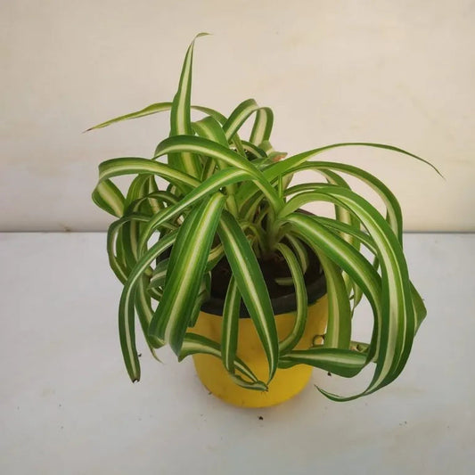 Chlorophytum Flower seeds for Planting Seasonal Bloomer Heirloom & GMO Free Seeds for Home Garden 
 
 Sale for planting in home garden