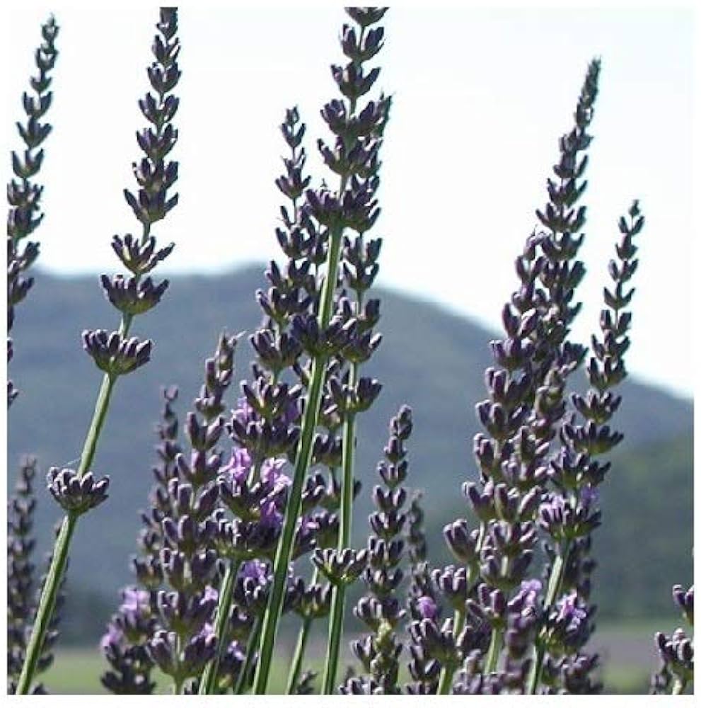 Spike Lavender (Lavandula latifolia) Seeds