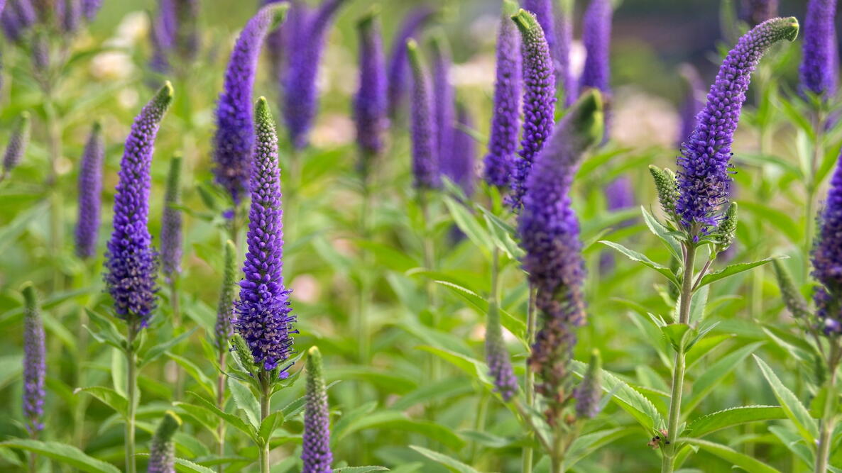 Blue Bouquet Veronica (Spicata) Spike Speedwell Herb & Flower Seeds