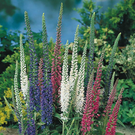 Mixed Colors Veronica Sightseeing Mixture (Spike Speedwell) Veronica Spicata Flower Seeds