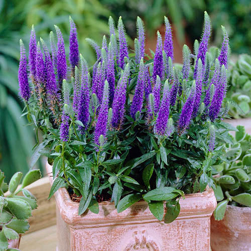 Blue Bouquet Veronica (Spicata) Spike Speedwell Herb & Flower Seeds