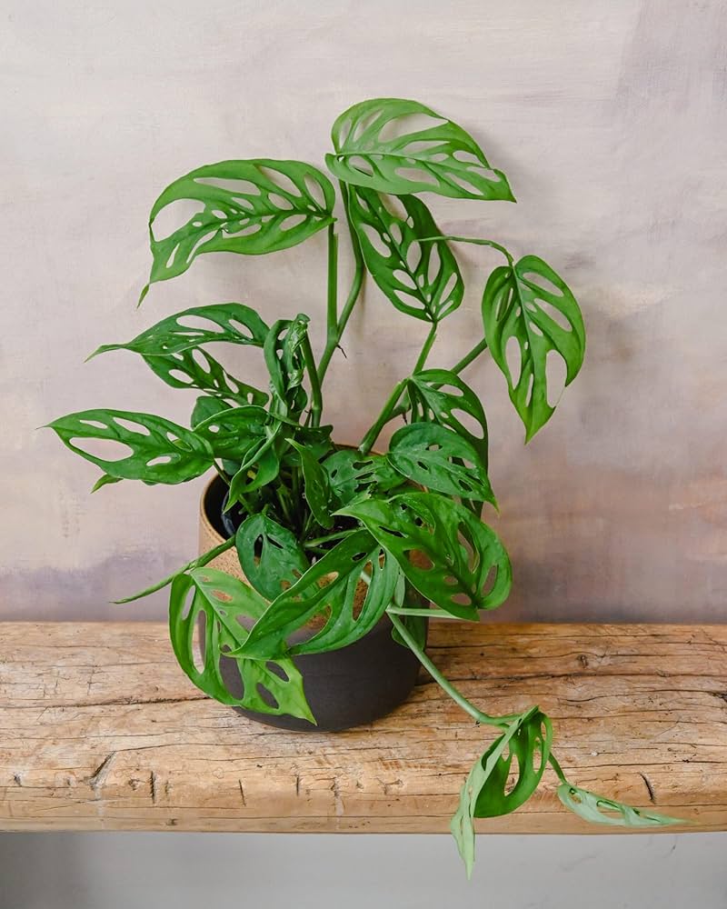 Organic Split Leaf Philodendron (Monstera Deliciosa) Swiss Cheese Plant Vine Seeds – Tropical Houseplant Beauty