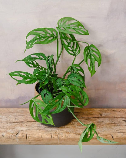 Organic Split Leaf Philodendron (Monstera Deliciosa) Swiss Cheese Plant Vine Seeds – Tropical Houseplant Beauty