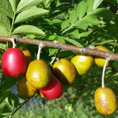 Spondias Purpurea Fruit Seeds - Grow Tangy Flavors with Easy Planting