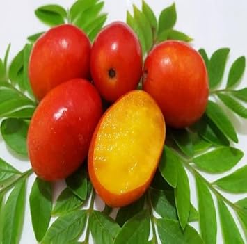 Spondias Purpurea Fruit Seeds Grow Tangy Flavors With Easy Planting heirloom non-gmo organic garden seeds