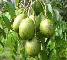 Spondias Tree Planting Seeds For Thriving Fruit Gardens heirloom non-gmo organic garden seeds