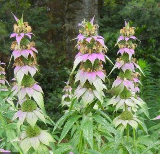 Spotted Bee Balm (Monarda punctata) Horesemint Dotted Mint Flower Herb Seeds